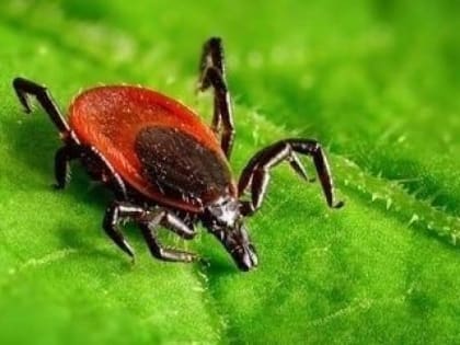 Осторожно, клещи!