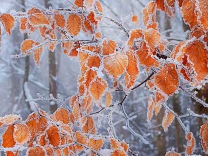В Башкирии ударят заморозки