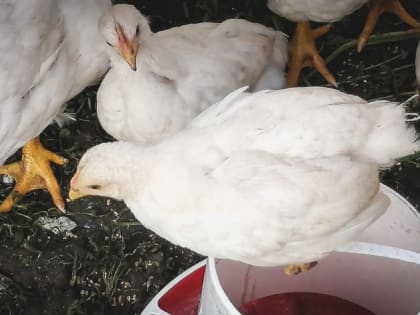 Роспотребнадзор РБ прокомментировал загрязнение воздуха из-за сжигания зараженных кур