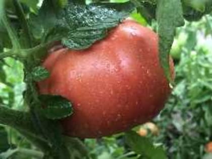 Как избежать фитофторы и собрать невероятный урожай: простое средство для томатов и картофеля