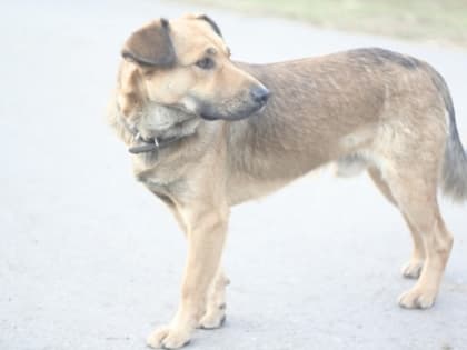 В Уфе отравились 26 собак, из которых выжили только две