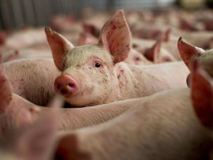 В Башкирии ставят заслон чуме свиней
