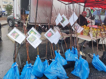 Все для сада и огорода: в Демском районе Уфы проходит ярмарка