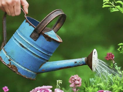 Превратите старое молоко в шикарное удобрение для ваших растений: урожай утроится, соседи обзавидуются