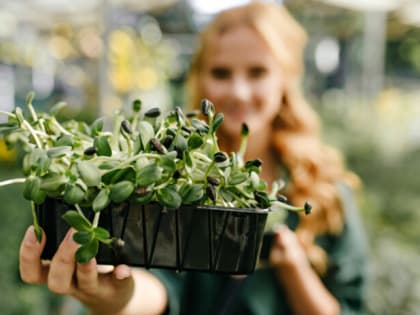 Рассаду поливаем только так — и получаем «бомбовый» урожай: простое правило решает дело