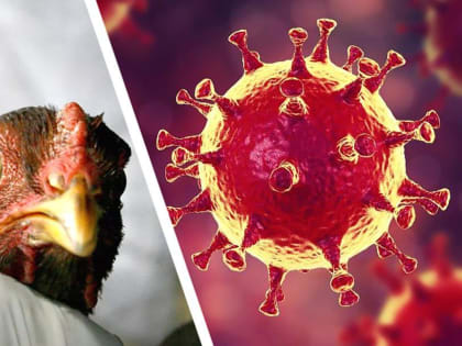 На птицефабрике АО «Башкирская» выявлен высокопатогенный грипп птиц