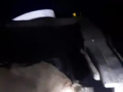 В Башкирии во время погони задержали охотников, незаконно подстреливших косулю