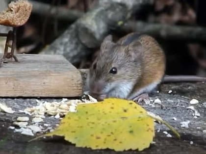 В Башкирии зафиксирован всплеск заболеваемости мышиной лихорадкой