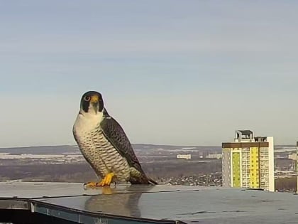 Поручения президента,  россияне не высыпаются, сапсаны снова в Уфе: новости к утру 17 марта