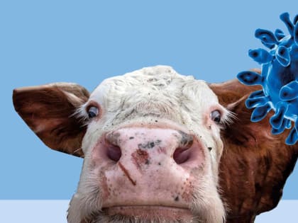 Предупредить Ящур