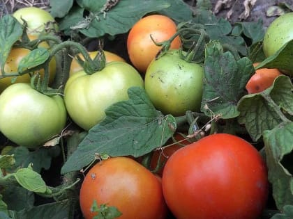 Мудрые дачники формируют низкорослые помидоры именно так: от этого зависит урожайность культуры — пора действовать уже сейчас