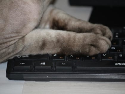 В Уфе спрос на фрилансеров вырос на 78%