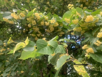 В Башкирии прогнозируются ночные заморозки