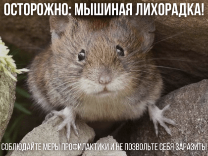 «Безобидные» мышки