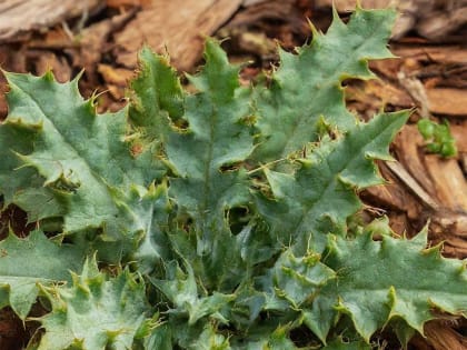 Даже стойкие сорняки высыхают вмиг: это средство быстро избавит от надоевших растений — пропалывать не придётся