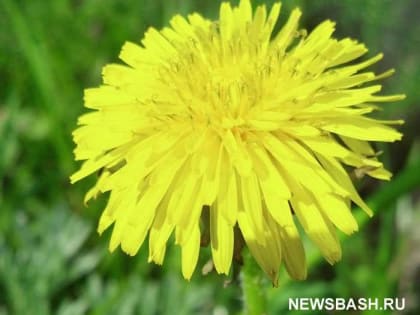 В Башкирии температура воздуха повысится до +28 градусов