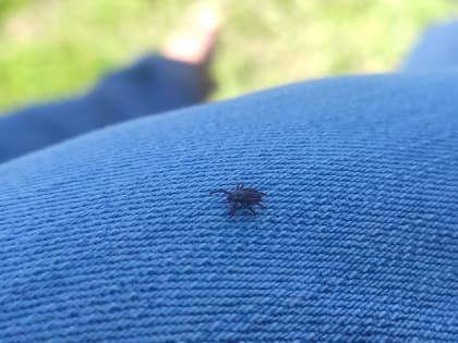 Жители Башкирии сняли с себя 20 заражённых клещей