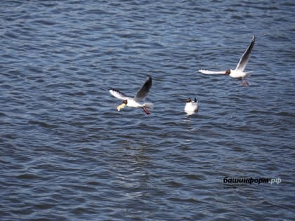 В ближайшие дни в Башкирии сохранится прохладная погода