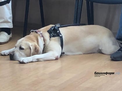 В Башкирии зарегистрировано семь случаев инфекции, передающихся от собак