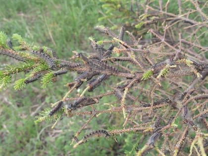 Прогноз санитарного и лесопатологического состояния лесов Республики Башкортостан на второе полугодие 2023 года