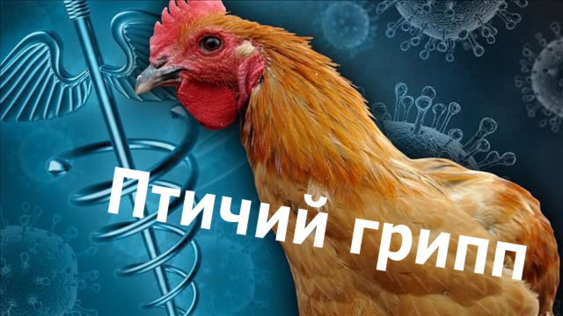 Птичий грипп картинки для презентации