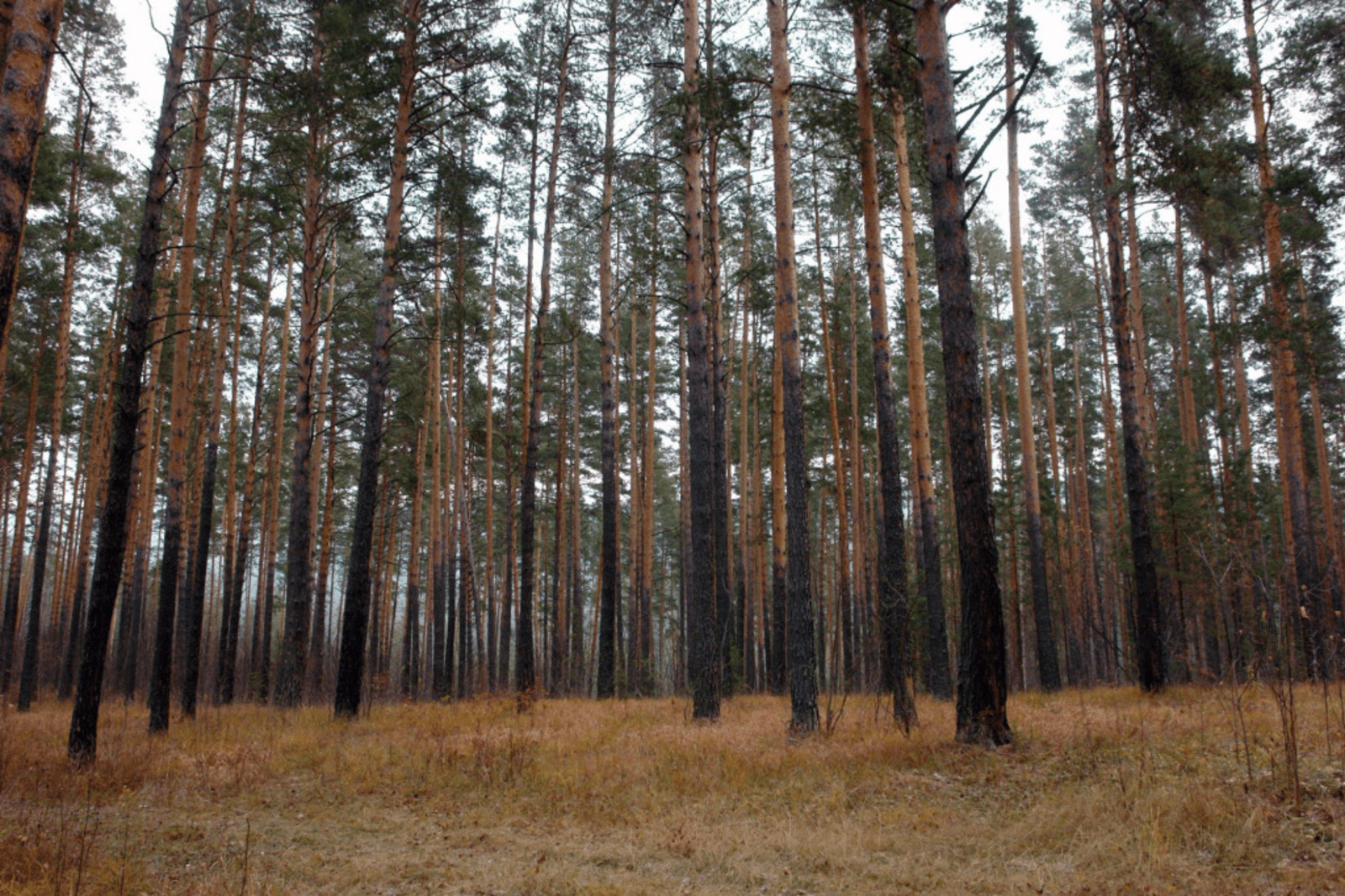 Уфа лес