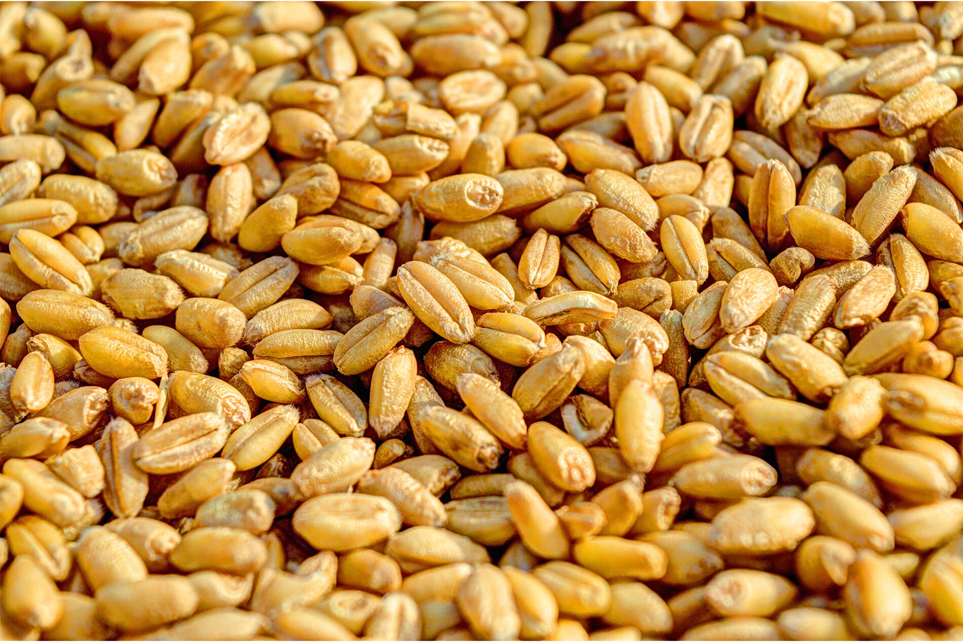 Importance of including grains in your halal diet