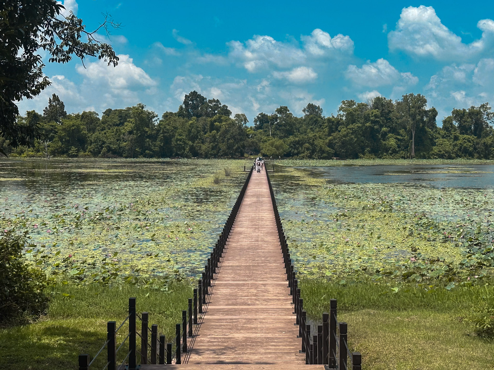 Cambogia thumbnail 13