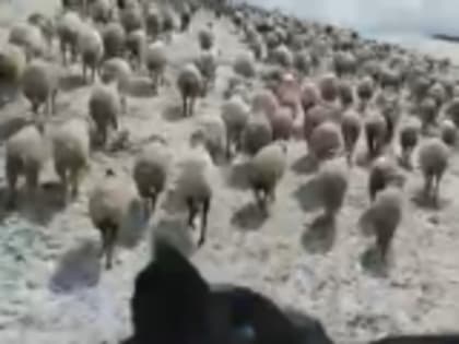 На летних пастбищах Гумбета выпал град