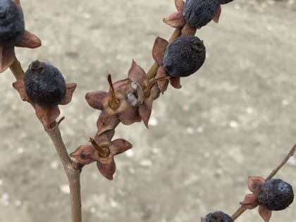 В Дагестане начался сезон сбора урожая дикой хурмы