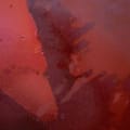 Beauty Rot — Ansicht 3