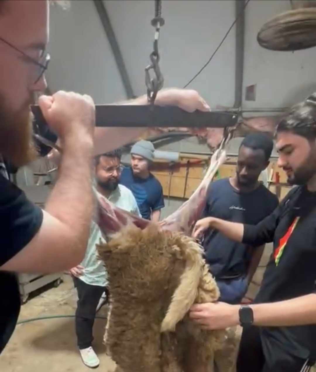 Learning Halal Handslaughtering Techniques before Eid al-Adha