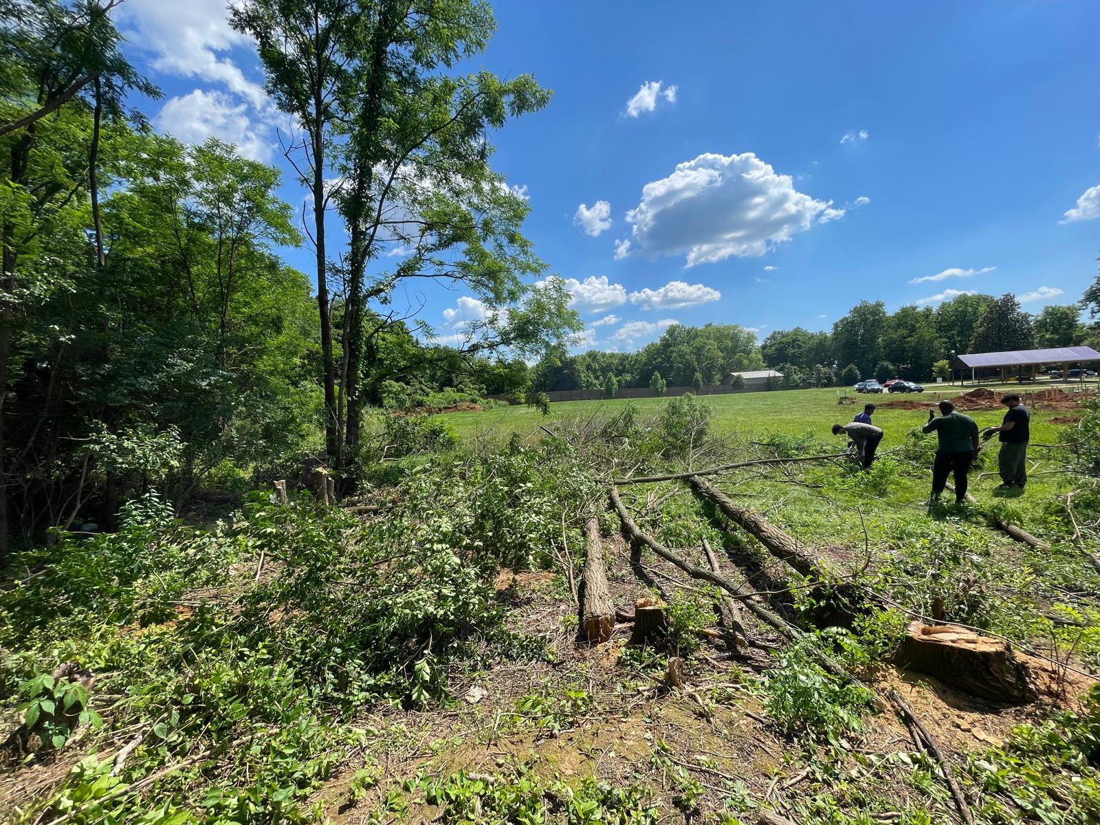 Felling Trees at Greenhaven Cemetery
