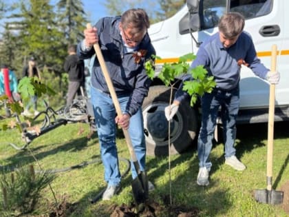 В Кисловодске в День Победы высадили «Аллею СВОих»