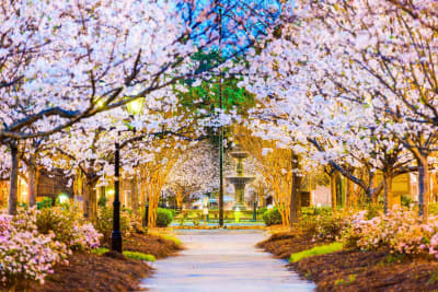 2026 Cherry Blossom Festival in Macon: Perfect Transportation Solutions with Grand Limousine Macon