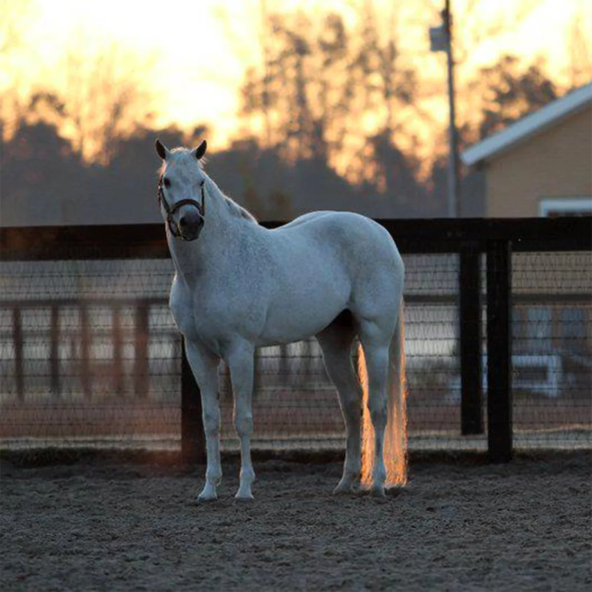 2023 AAQHC: English All-Around Statistics