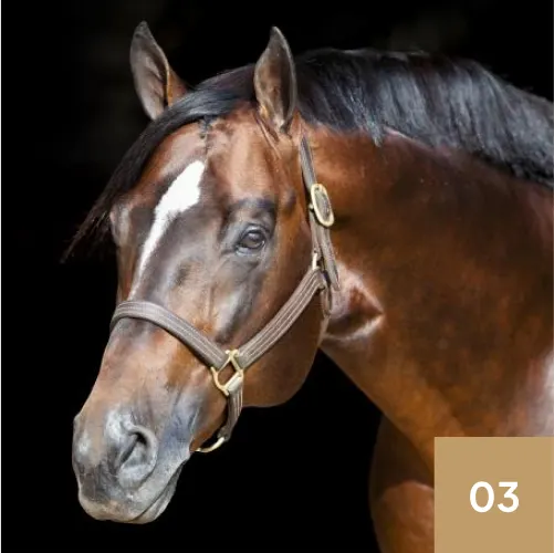 Allocate Your Assets