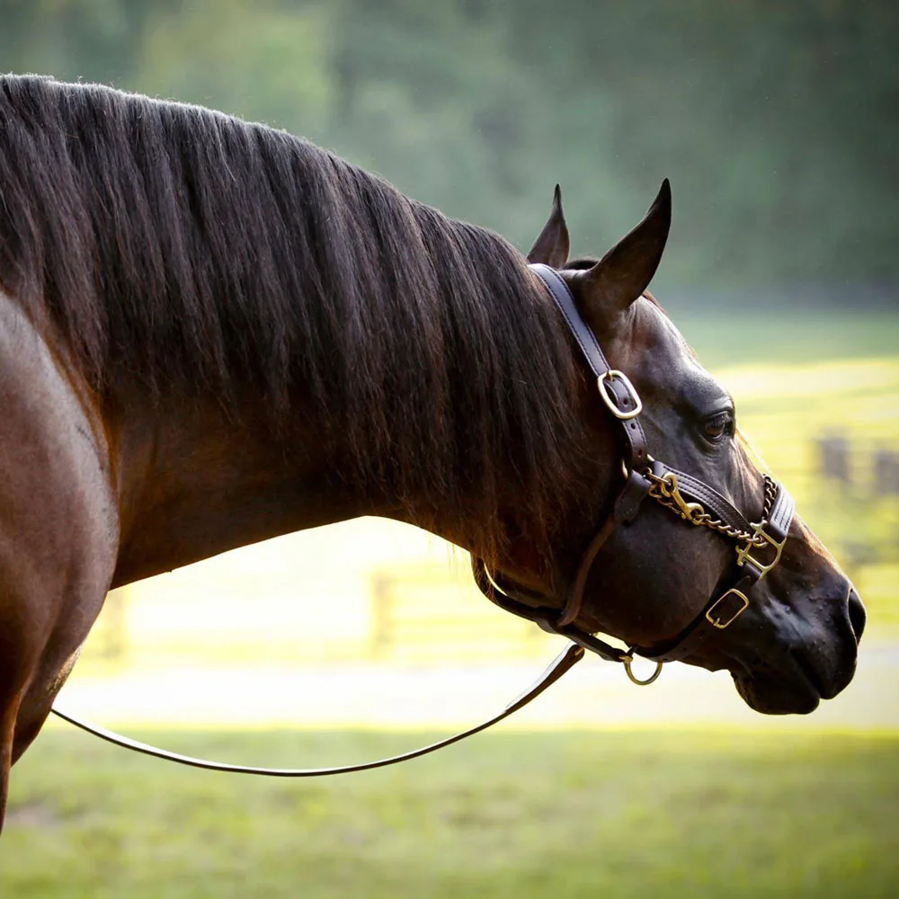 2023 AAQHC: Western All-Around Statistics
