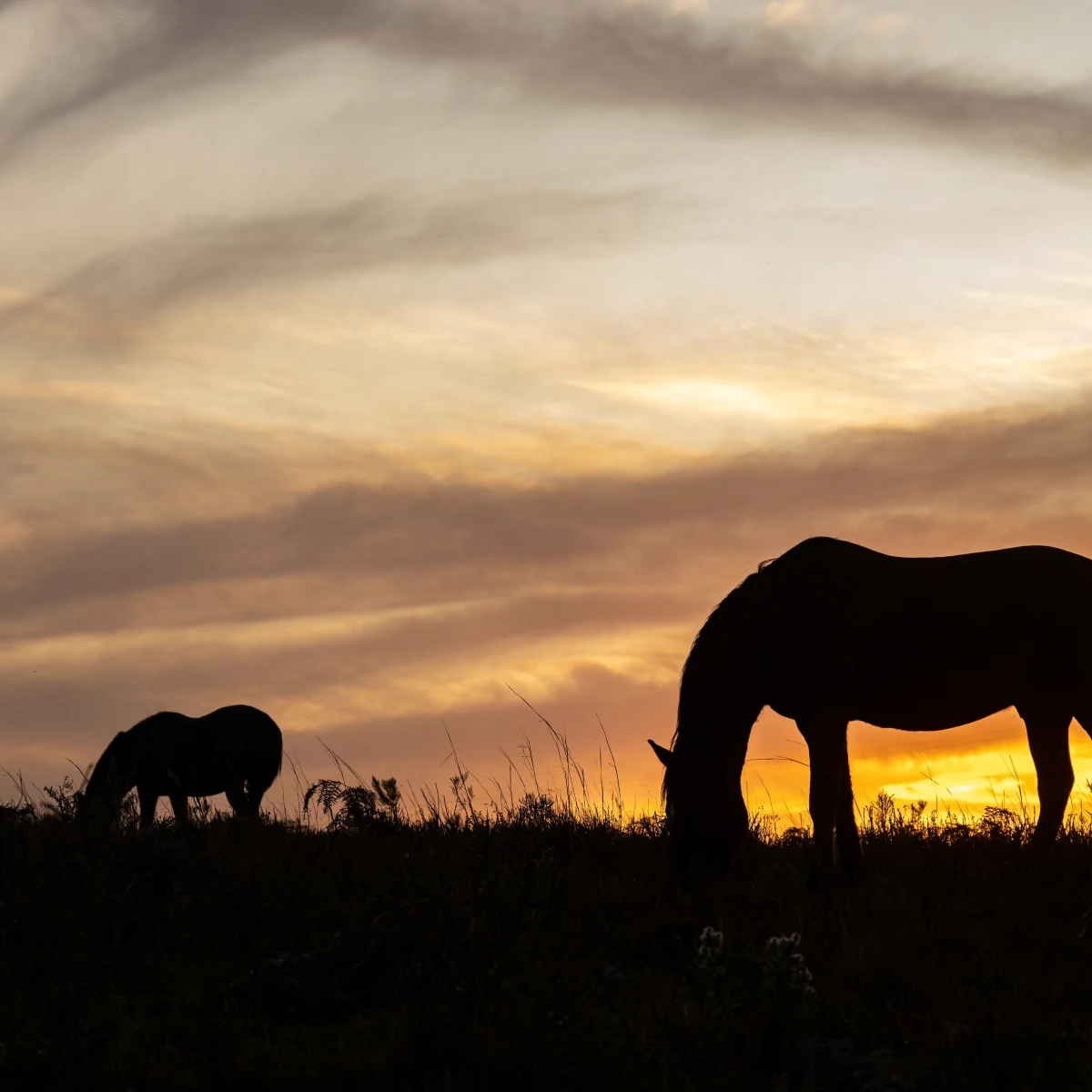 AQHA Membership Votes to Uphold Two-Year Rule on Posthumous Breeding