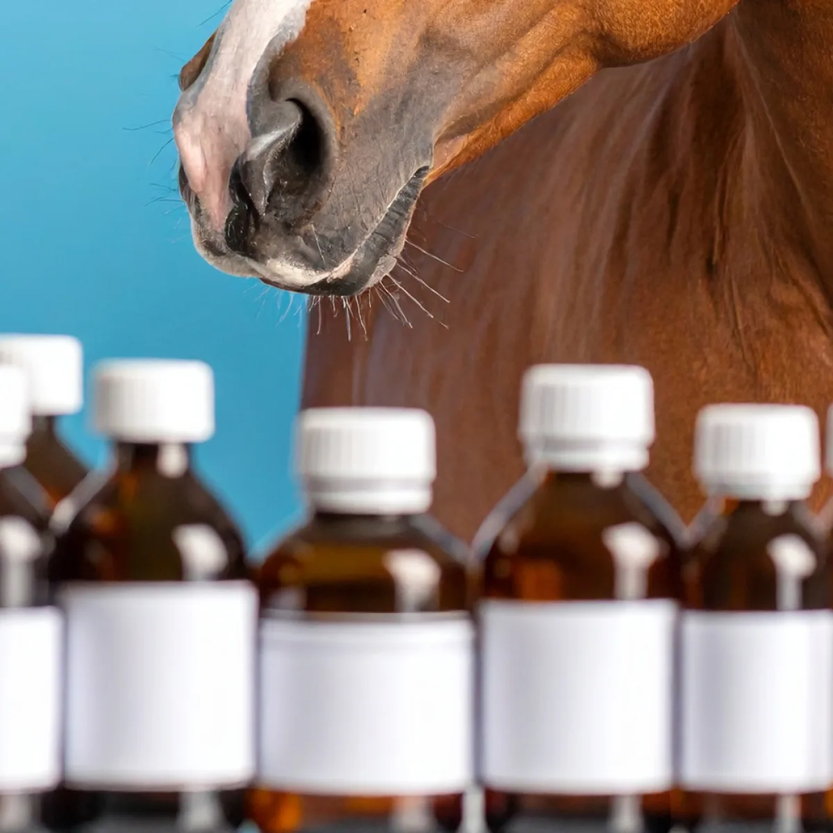 Understanding AQHA’s 2025 Drug Rule & Medication Guidelines: What Horse Owners Need to Know