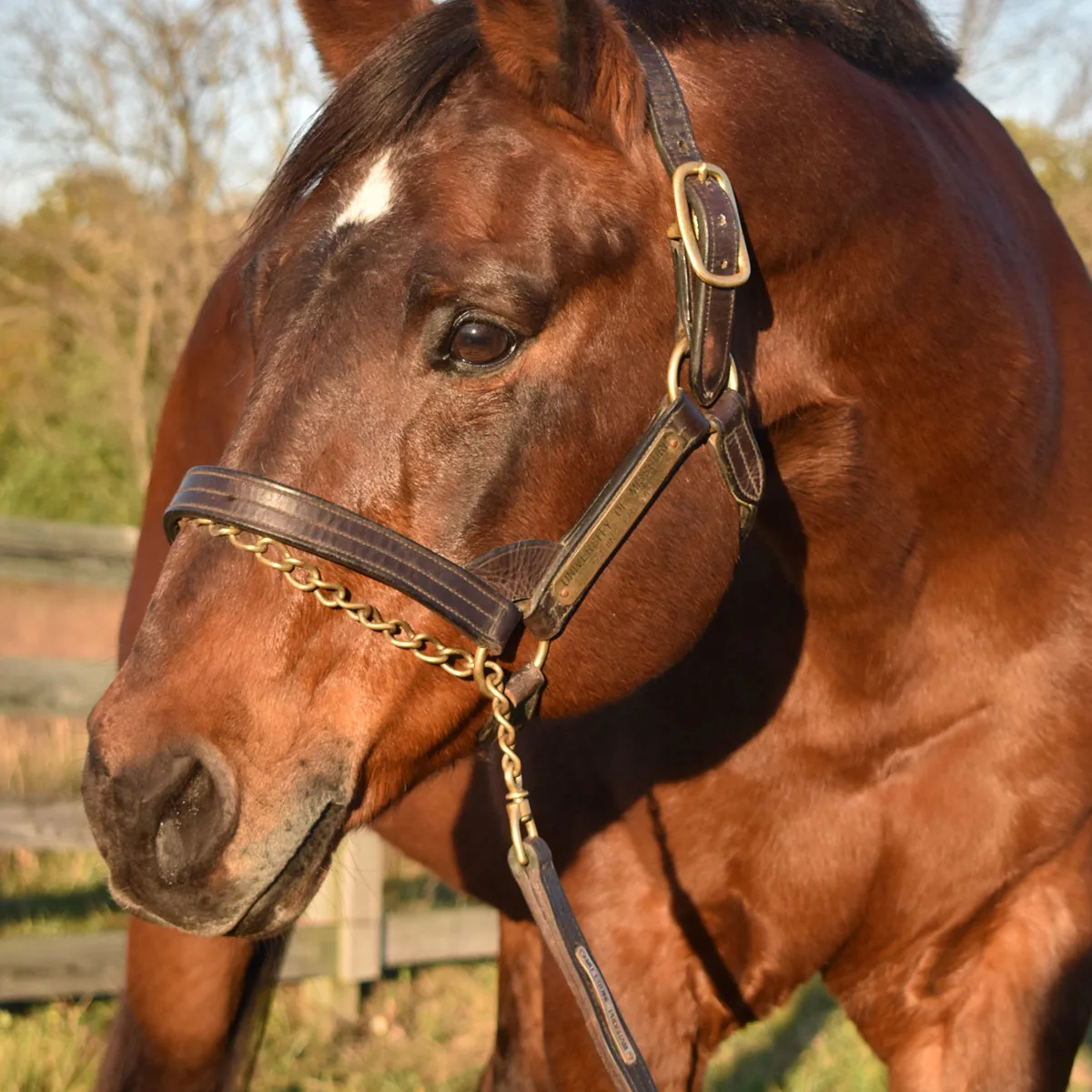 Absolute Asset: The Jewel of MU's Equine Program