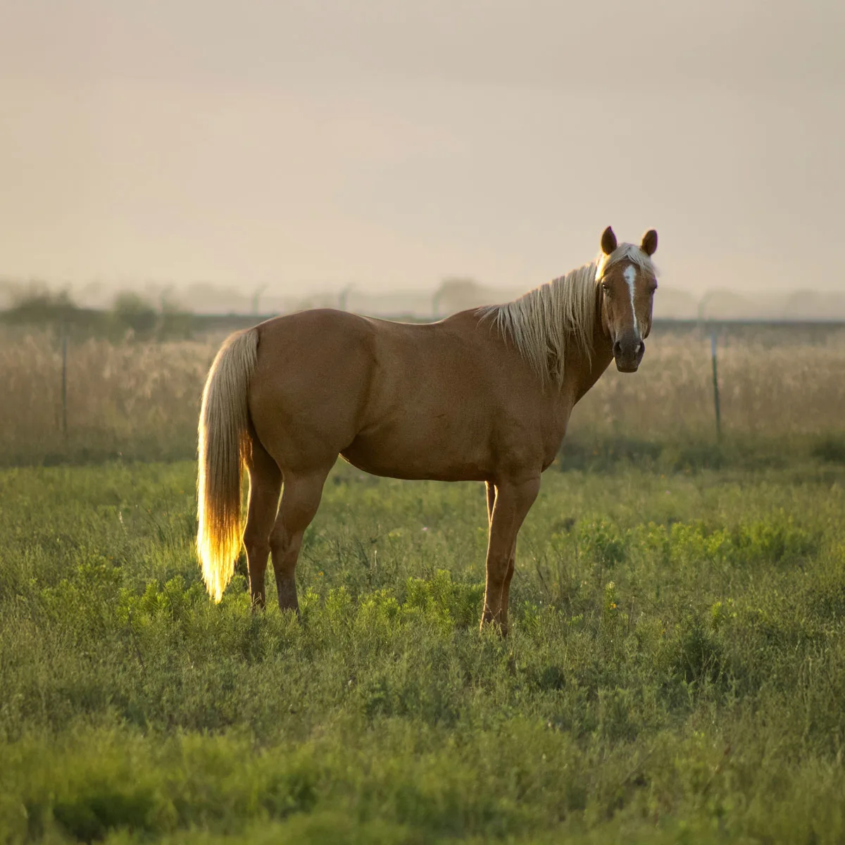 AQHA Executive Committee Approves Six New Animal Welfare Rules