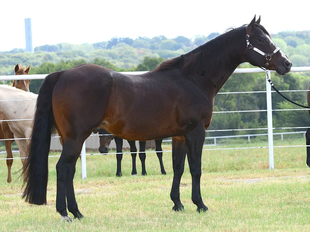 Blazing Hot AQHA Stallion Looking Incredible in his Late Twenties