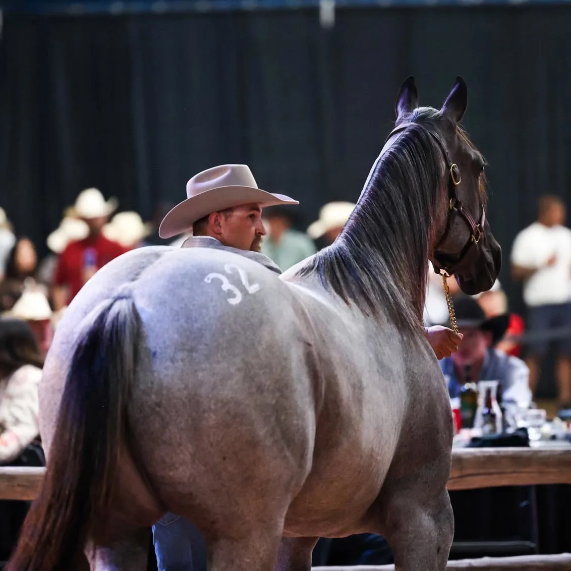 Crosby Ray Von Makes History as the Highest-Selling Western Performance Horse at Auction
