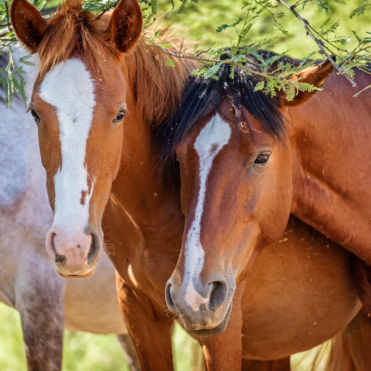 Cluster of EIA Cases Underscores the Critical Need for Protocols at Veterinary Clinics