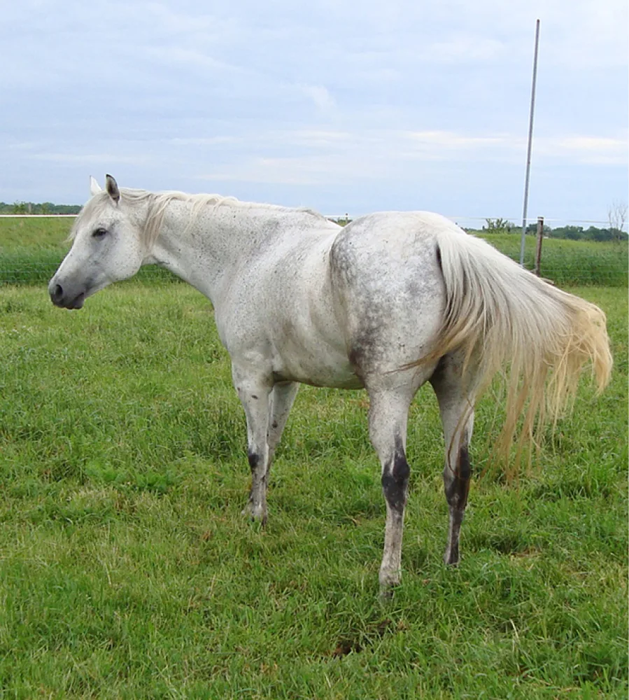 Goodbars Glamourgirl: A Legacy of Excellence