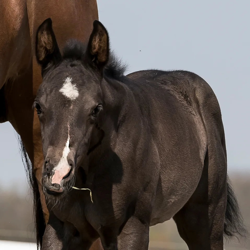 Makin Me Willy Wild: A Genetic Gold Mine