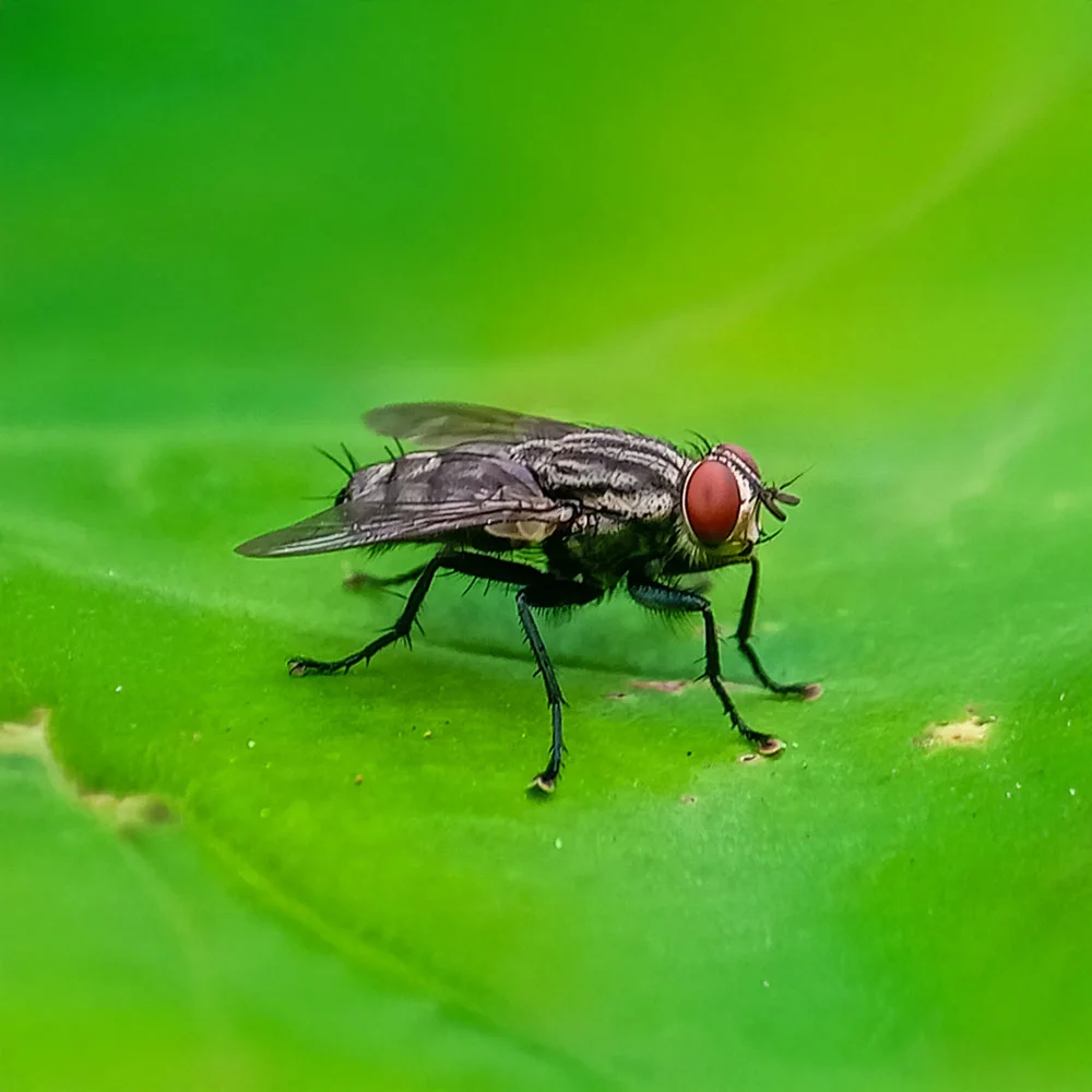 New World Screwworm Threat Shuts Down Southern Border Equine Imports