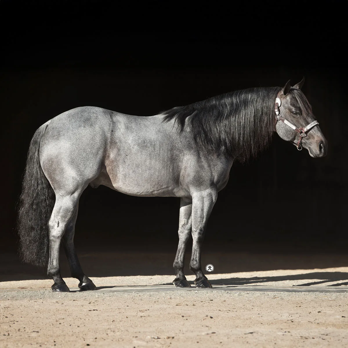 What is an outcross?