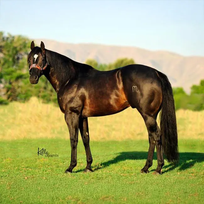 The Leading Barrel Racing Sires in Q2 2025